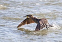 Cormorans